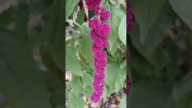 АМАРАНТ ХВОСТАТЫЙ (Amaranthus caudatus) (1) #Shorts смотреть онлайн