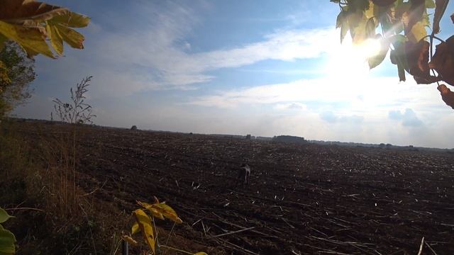 Охота на вяхиря. Сильный ветер на второй день, голубь летящий за ветром набирает большую скорость. смотреть онлайн