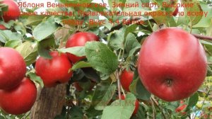 Яблоня Веньяминовское