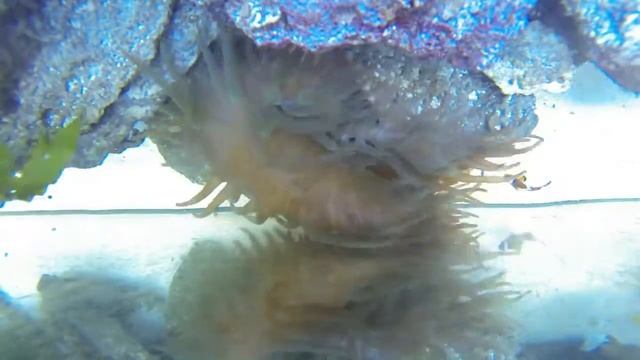 GoPro Anemone Eating Krill Time Lapse смотреть онлайн