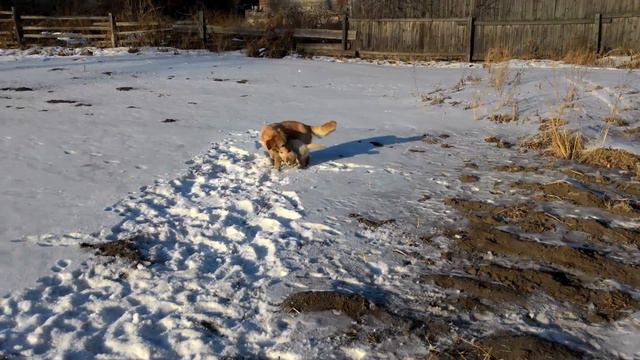 Щенок играет с матерью. Щенки Золотистый Ретривер Красноярск