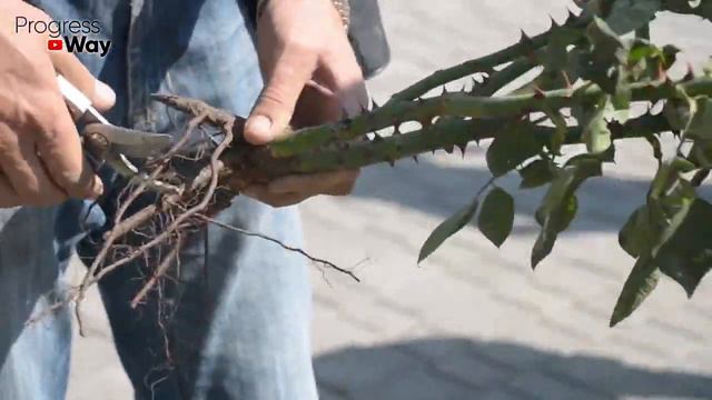 2 Капли Активизируют Рост Корней! Мощный Образователь Корней! Стимулятор Роста Для Растений! смотреть онлайн