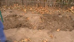 Как укрыть виноград на зиму. Третий год (3 год). Трехлетний виноград