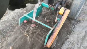 копка картоплі мотоблоком і модернізована копалка транспортерна. покращена