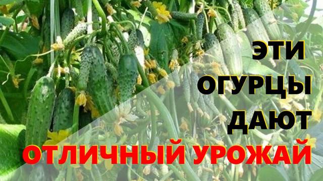 Узнаем, что влияет на хороший рост огурцов. Обзор сортов и гибридов, которые дают богатый урожай