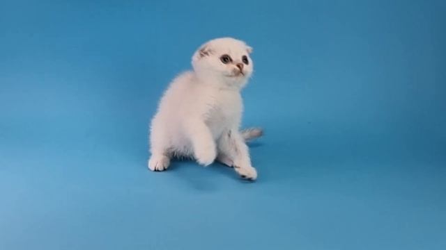 Синеглазый шотландец Фентон. смотреть онлайн