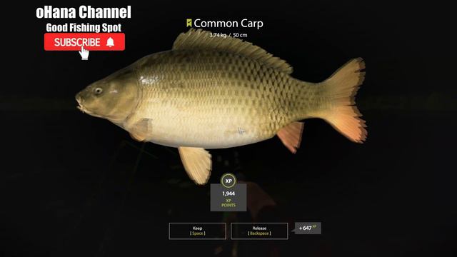 🎣Russian Fishing 4 RF4 - Amber Lake Carp Active Spot #10 смотреть онлайн