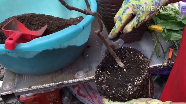 Болмо гулу | Пахистахис гулу боюнча толук маалымат | Flowers Gulnaz смотреть онлайн