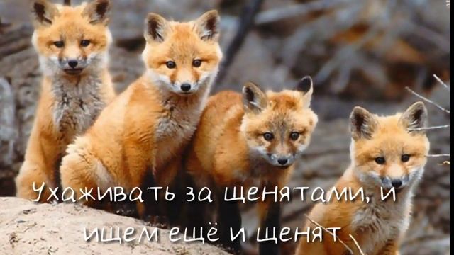 Собираю стаю лис и щенят (можно волки) смотреть онлайн