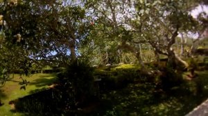 Цветок Франджипани (Плюмерия)