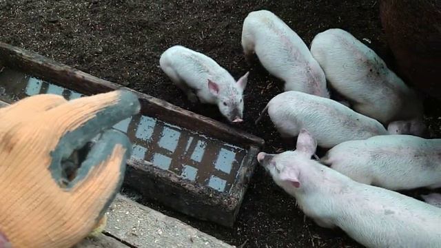 Кормление поросят соей