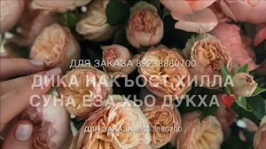 Дал декъал йойла хьо нен-йиш?