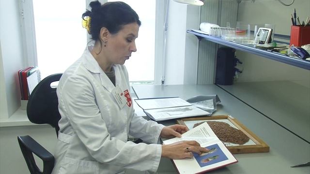 Чем опасен горчак ползучий?