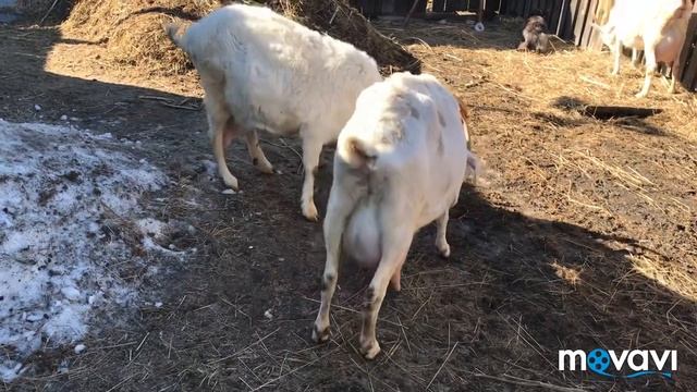 Боюсь идти в козовникМилка отличиласьСезон закрыт