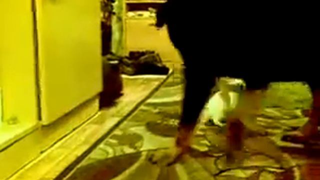 Ротвейлер против чихуахуа