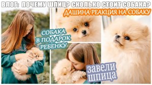 ВЛОГ: СОБАКА В ПОДАРОК РЕБЕНКУ/РЕАКЦИЯ ДО СЛЁЗ ПОЧЕМУ МЫ ВЫБРАЛИ ШПИЦА?/СКОЛЬКО СТОИТ ШПИЦ?