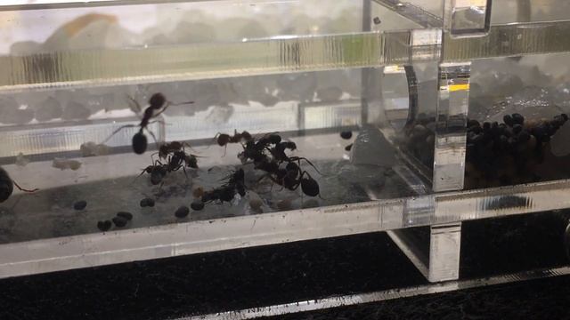 МУРАВЬИ ЖНЕЦЫ РАСПРАВЛЯЮТСЯ С КУЧЕЙ ДРОЗОФИЛ. МУРАВЬИНАЯ ФЕРМА смотреть онлайн