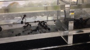 МУРАВЬИ ЖНЕЦЫ РАСПРАВЛЯЮТСЯ С КУЧЕЙ ДРОЗОФИЛ. МУРАВЬИНАЯ ФЕРМА