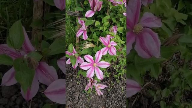 Цветение клематиса. смотреть онлайн