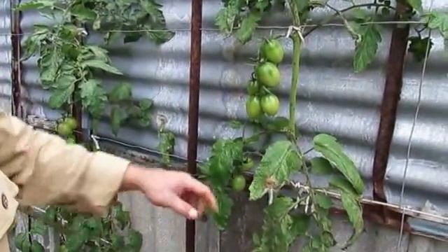 Осень 2013. Добираем урожай помидоров на даче. смотреть онлайн