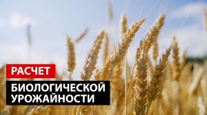 Расчет биологической урожайности озимой пшеницы