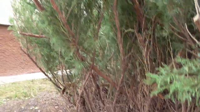 Як обрізати ялівець козацький та чому сохнуть хвойні кущі