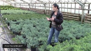 Можжевельник Чешуйчатый Блю Швед / Можжевельник посадка и уход / хвойные растения