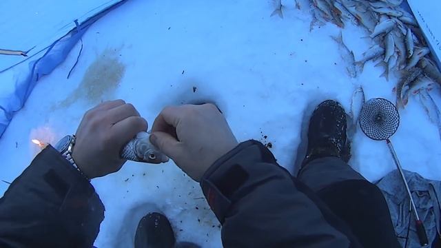 Супер клев!!! Сорога и окунь на удочку. Часть 4. Winter fishing. смотреть онлайн