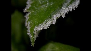 7artisans 60mm f 2 8 Macro -  Можно Брать !