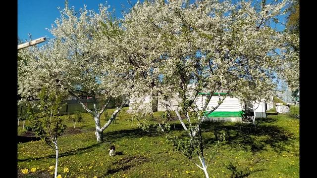 Цветущий Весенний ВИШНЕВЫЙ САД.    Фото за 2016 и 2022г. ????? Как менялся ОГОРОД. 1 декабря 2022г. смотреть онлайн