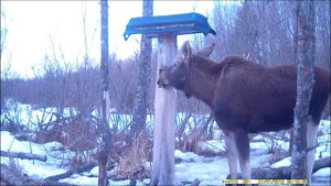 Охота. Весна. Поведение лосей у солонца днем.
