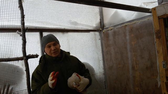 Цесарки  Серо крапчатые