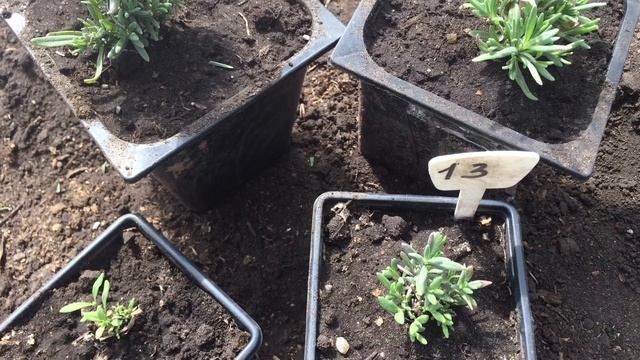 Лаванда в Сибири из семян смотреть онлайн