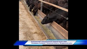 Кормление КРС гранулированной травяной мукой