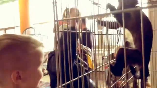 Зоопарк в Сосновом Бору 2018-10-14 смотреть онлайн