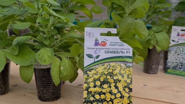 Обзор петунии Джоконда, серия Лагуна и Итальянка. Выращивание из семян.