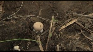 Шампиньоны на огороде