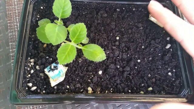 Глоксиния из семян спустя несколько месяцев😍👌✔️#ВиленаЦветкова