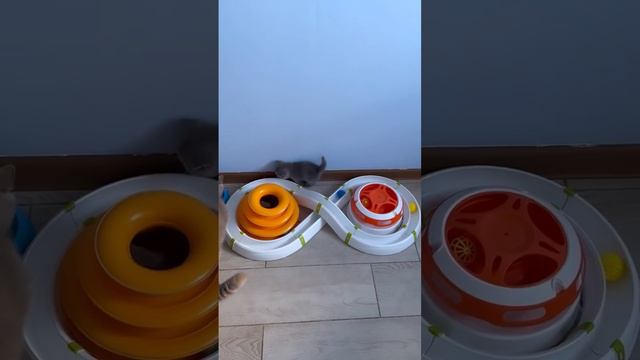 Кошки 🐈⬛ плюшевые котята милые котики 🐈