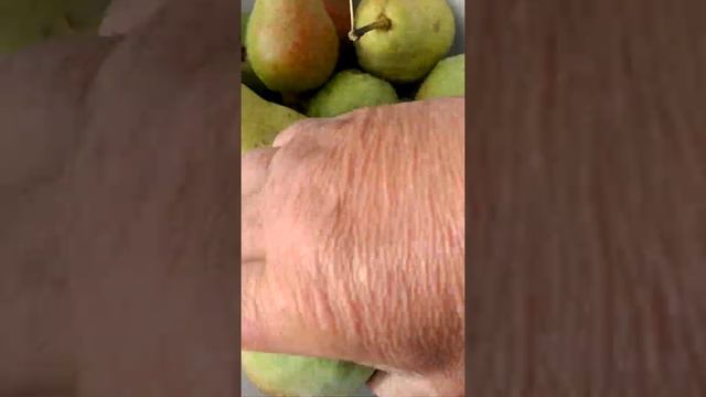 груша РУССКАЯ КРАСАВИЦА смотреть онлайн