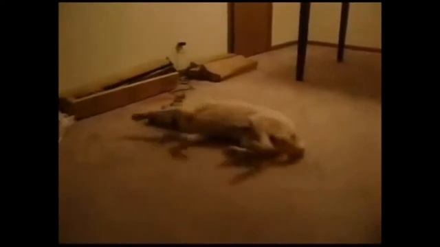 Собака бежит во сне смотреть онлайн