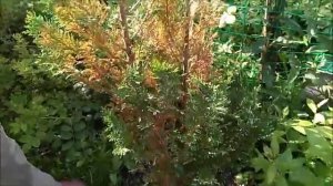 обрезка пострадавшего кипарисовика