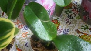 Орхидеи: Sogo Vivien и детка Deep Secret месяц спустя.