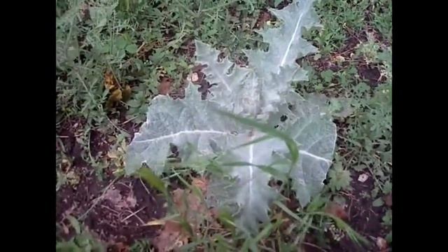 Утренее пение птиц и колокольный звон исцелит вас от всех болезней. смотреть онлайн