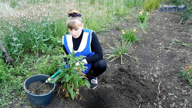 ЭХИНАЦЕЯ пурпурная посадка выращивание уход вредители болезни подкормка размножение эхинацеи