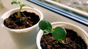 МЫ ВЫРАСТИЛИ АРБУЗ ДОМА | часть 1