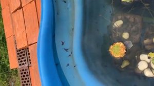 Из икры в лягушку, хвостатые лягушата (Проектная деятельность)