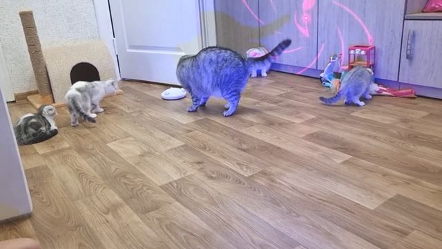 Дискотека для котят смотреть онлайн