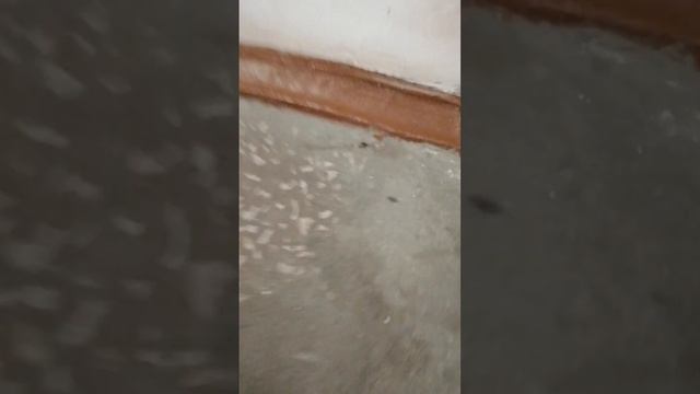 В Сургуте в многоквартирном доме не могут справиться с тараканами