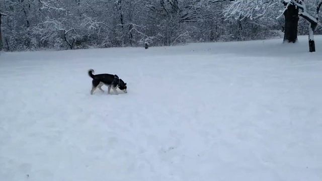 Sky: Зима, свобода лес и хаски смотреть онлайн